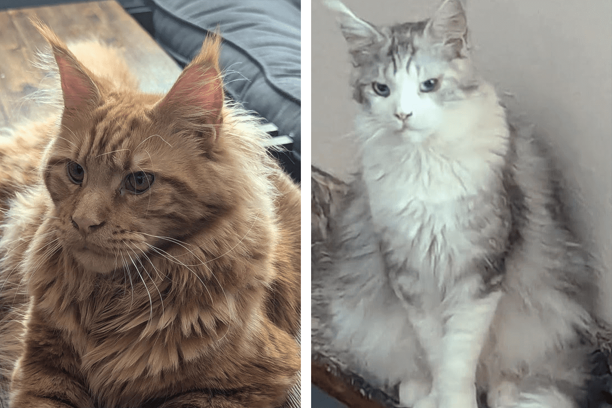 Two fluffy cats, one orange and one white-gray, sitting indoors.